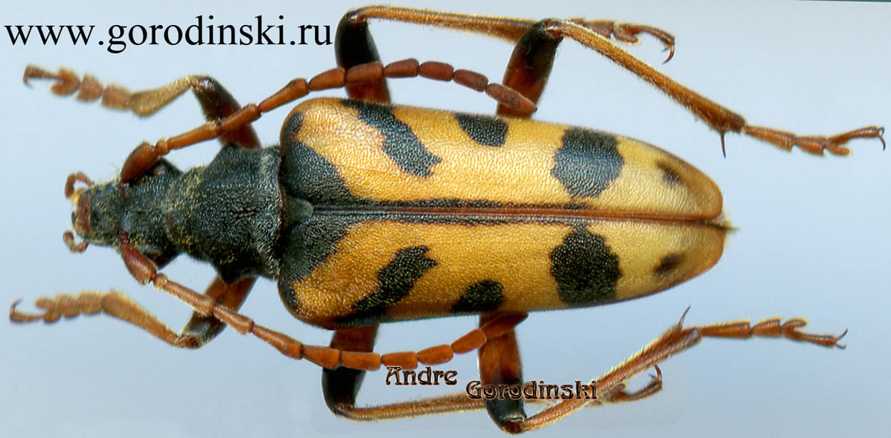 http://www.gorodinski.ru/cerambyx/Brachyta variabilis testaceimembris.jpg